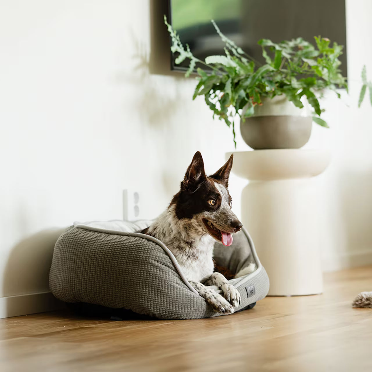 Dog Bed Dreamer Luxe