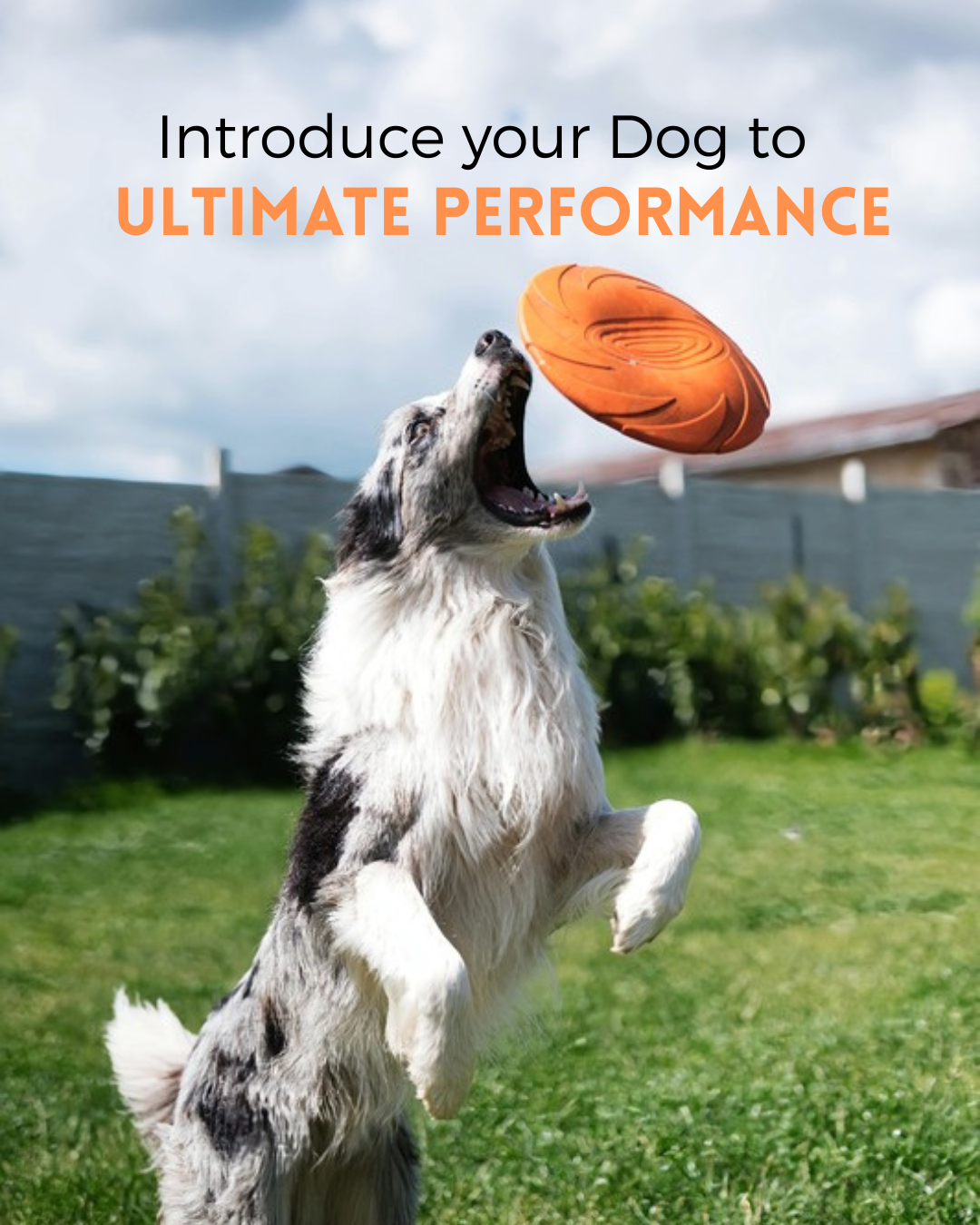 Looneys Ultimate Performance 3kg Adult Dry Kibble