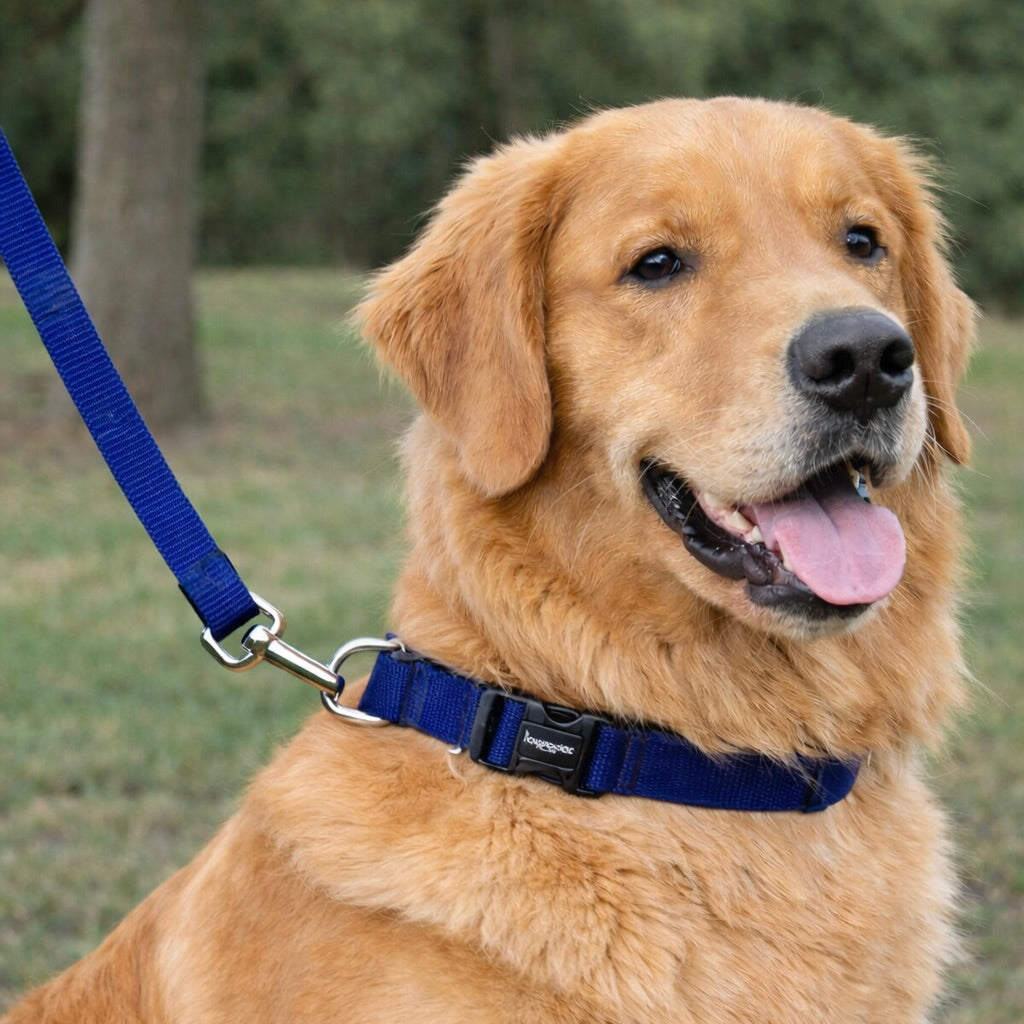 Looney's Walk Essentials Set of Collar & Leash