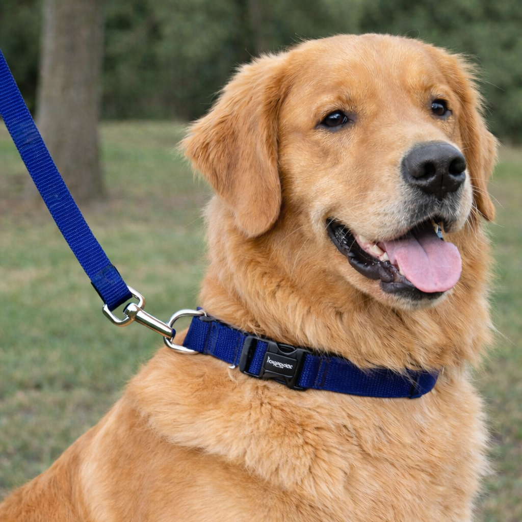 Dog wearing a blue collar and leash on a grassy background