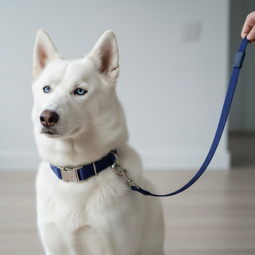 White dog with blue eyes on a leash held by a person against a plain background