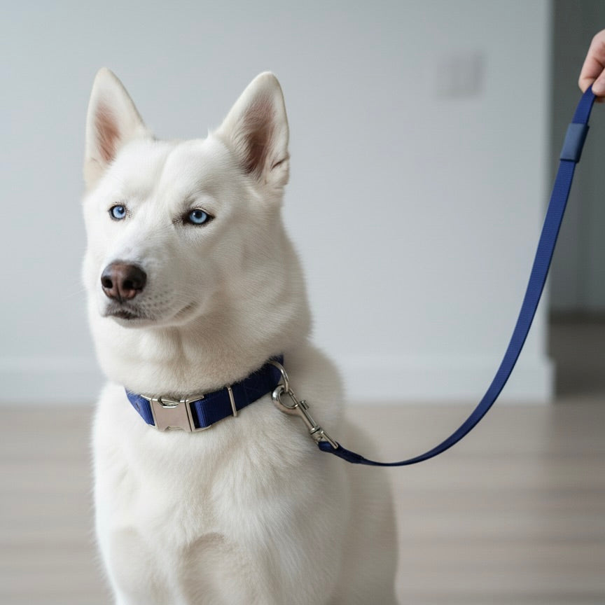 Looney's Walk Essentials Set of Collar & Leash