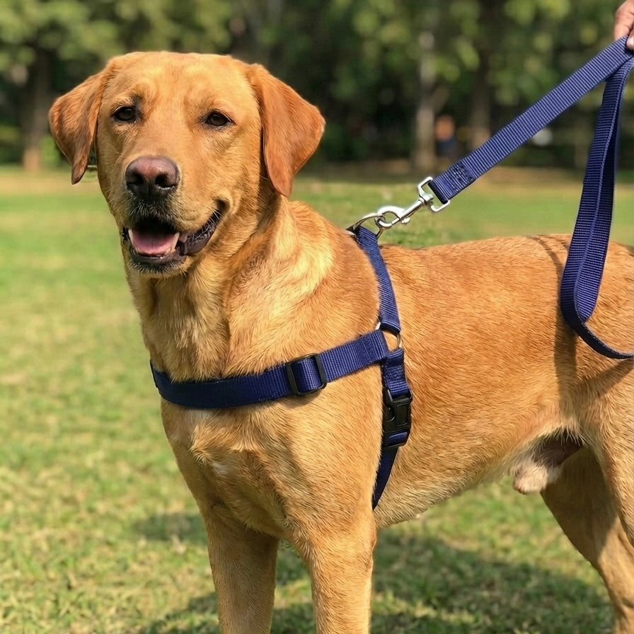 Dog wearing a blue harness and leash in a park setting