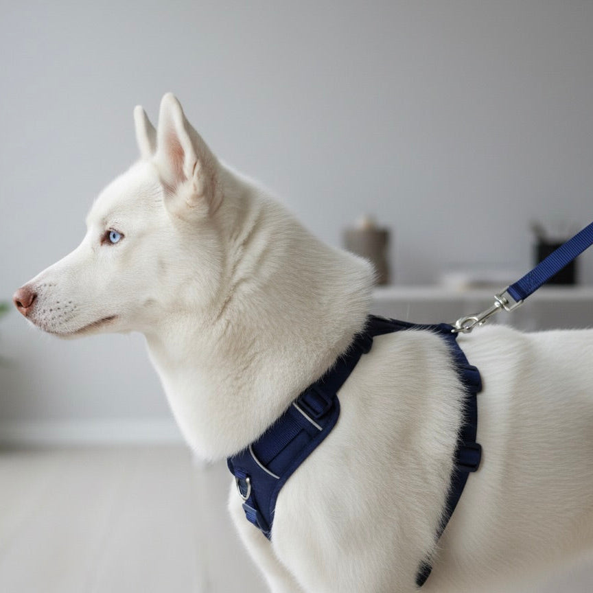 White dog wearing a blue harness in an indoor setting