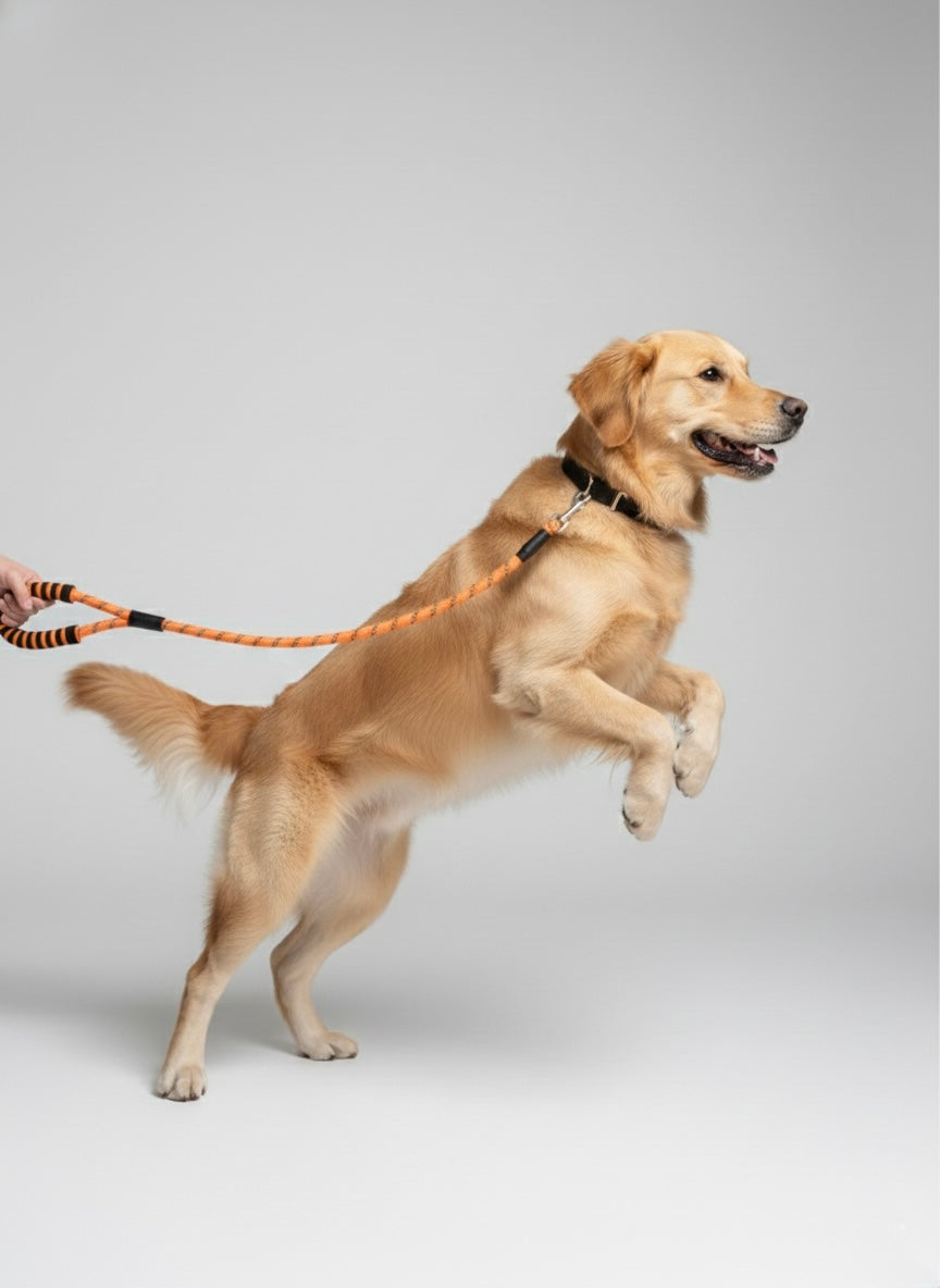Shock Absorbing Dog Leash
