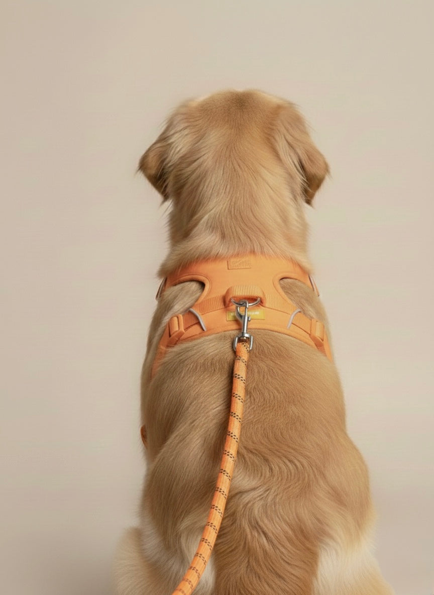 Shock Absorbing Dog Leash