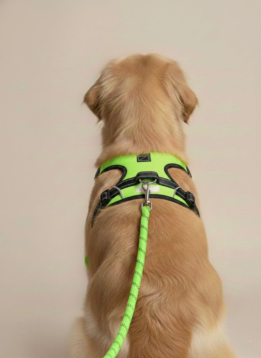 Shock Absorbing Dog Leash